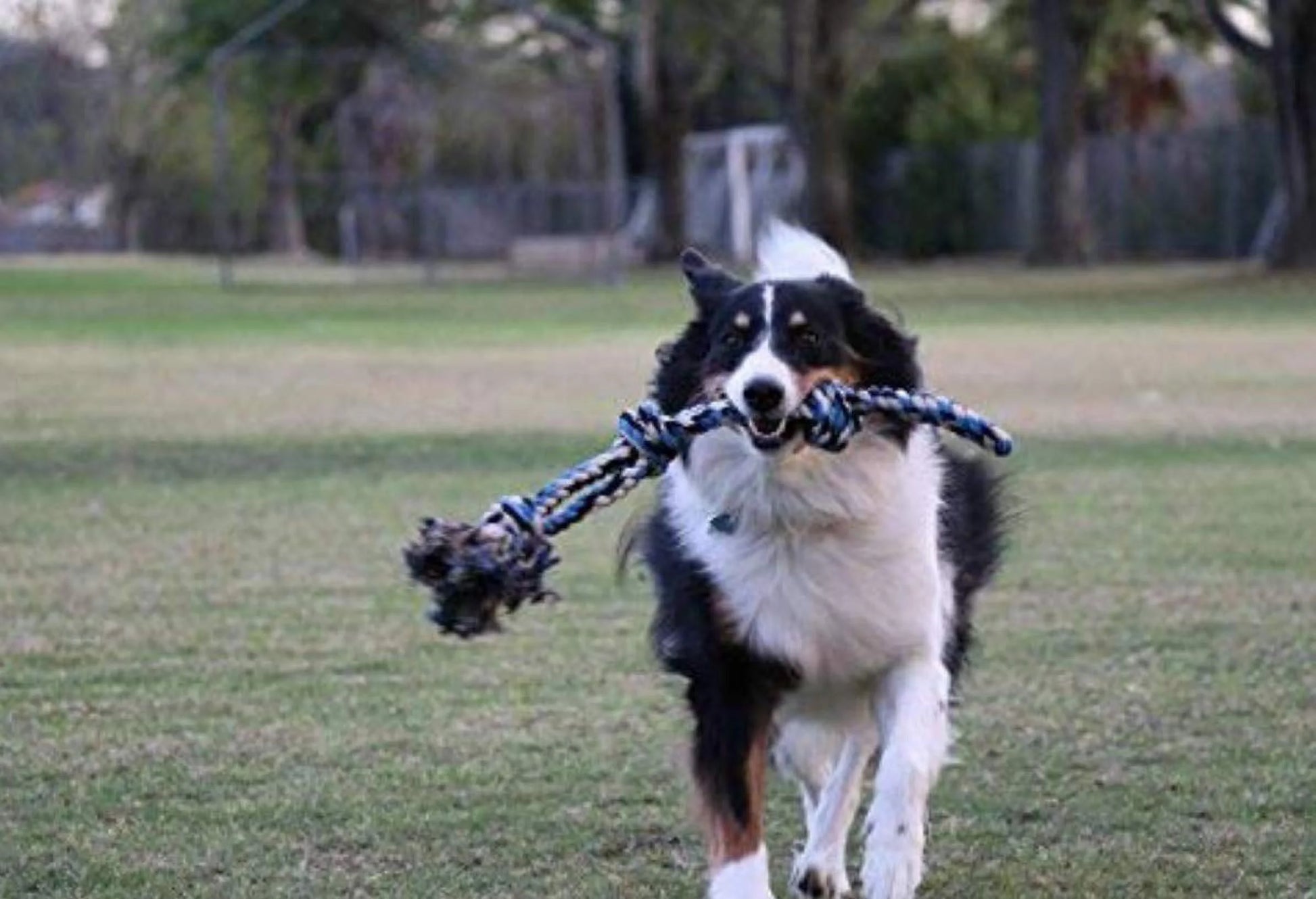 Interactive Dog Toys, Blue, Tough Twisted Rope Toy with 3 Knots