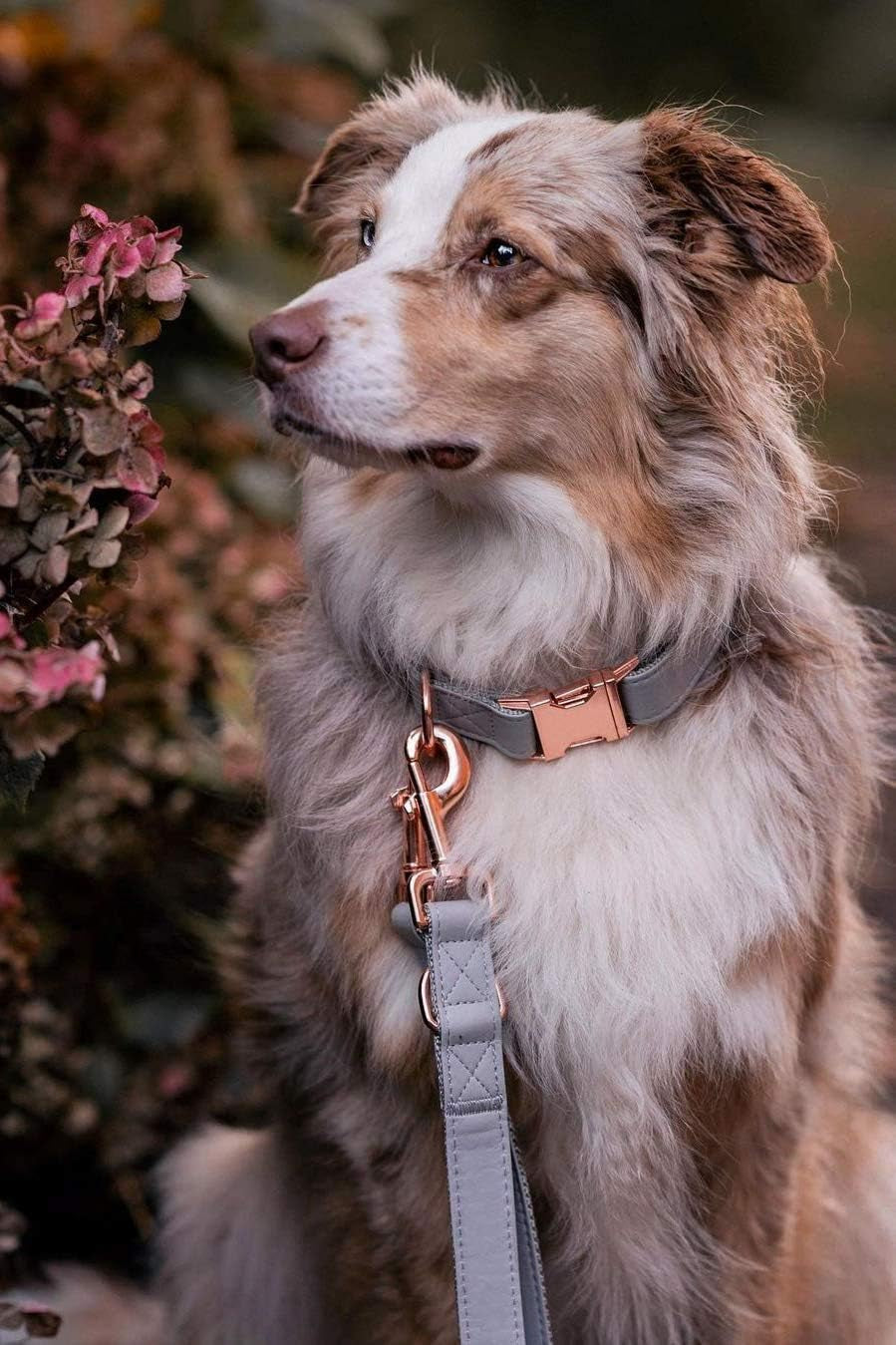 Soft Leather Dog Collar and Leash (6.6') Set - Stylish Rose Gold Heavy Duty Metal Buckle, 4 Adjustable Lengths Leash for Small Medium Large Dogs - Comfortable & Easy to Clean Grey L(15.4"-24.8")
